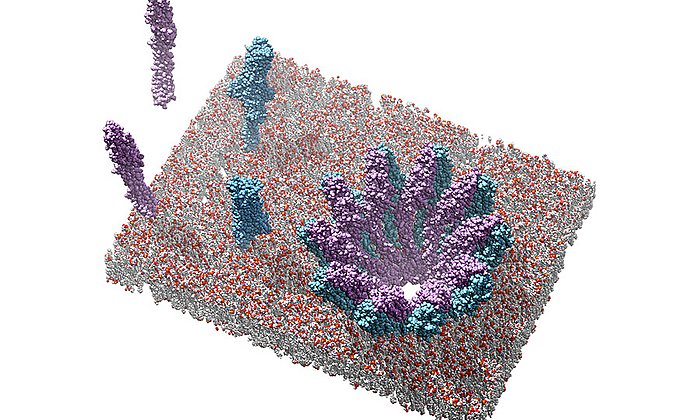Single subunits of YaxA (blue) and YaxB (purple) and a pore built up from these subunits. Image: Bastian Bräuning / TUM