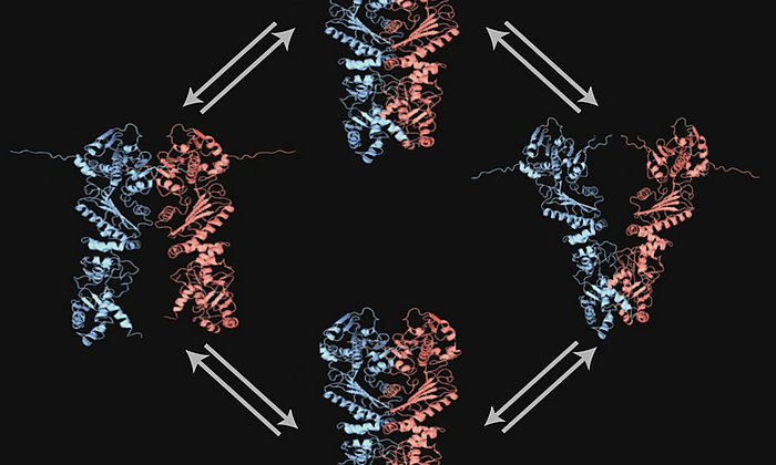 Diagram of the rocking motion of HSP90 observed in yeast.