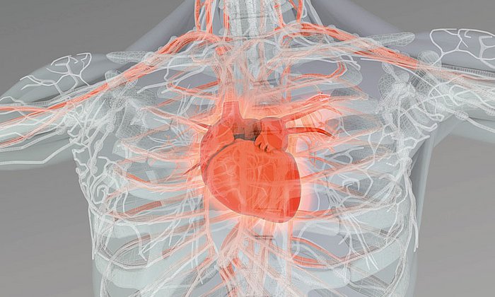 Der Herzinfarkt zählt weltweit zu den häufigsten Todesursachen: Forscher entdeckten Genveränderungen, die das Risiko einer Erkrankung dramatisch erhöhen