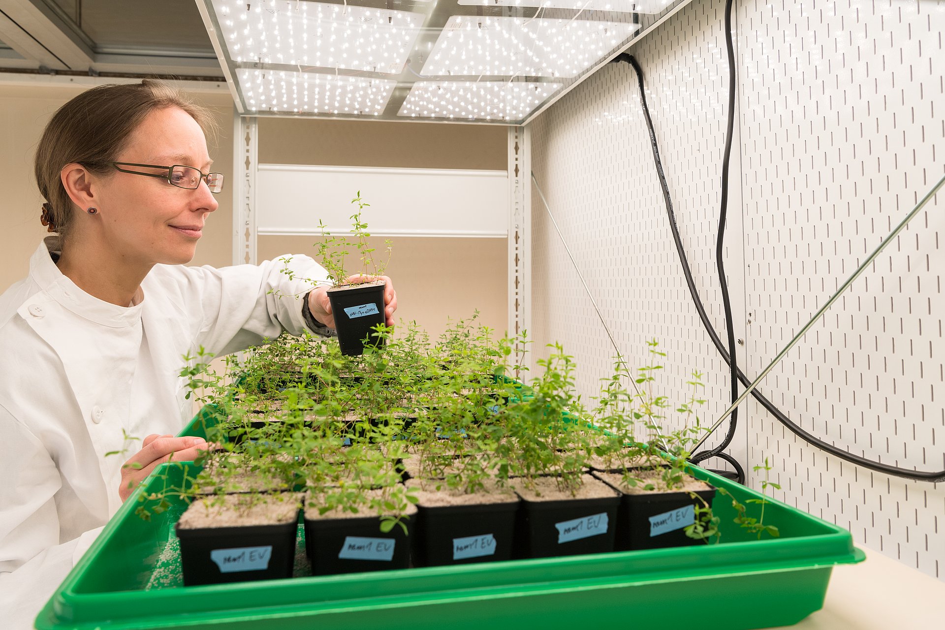 Plant Genetics Im Rahmen der Vortragsreihe TUM@Freising wird Prof. Caroline Gutjahr über die faszinierende Welt der Wurzelsymbiosen referieren und dazu Fragen beantworten