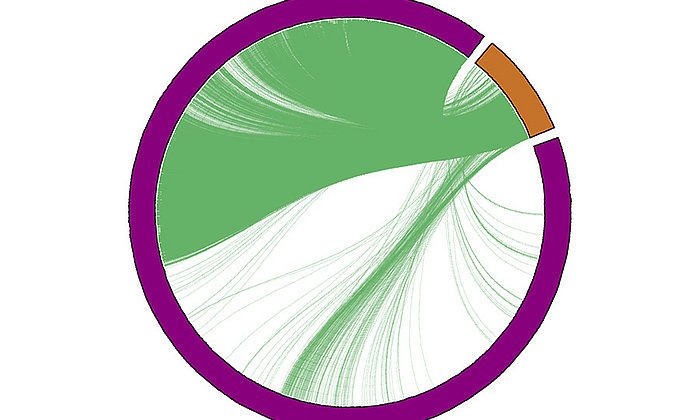 Mehr als 40% aller Gene im Experiment korrelierten mit einem kleinen Satz bekannter Zellzyklus-Marker (orange) - Grafik: Florian Büttner