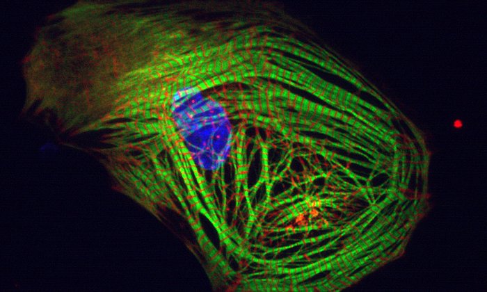 A heart muscle cell produced from induced pluripotent stem cells.  (photo: Alessandra Moretti / TUM)