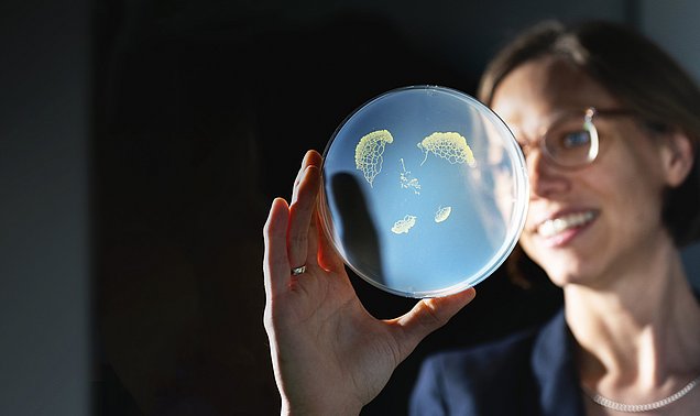 Biophysik-Professorin Karen Alim hält eine Petrischale mit Pilzgeflecht im Gegenlicht.