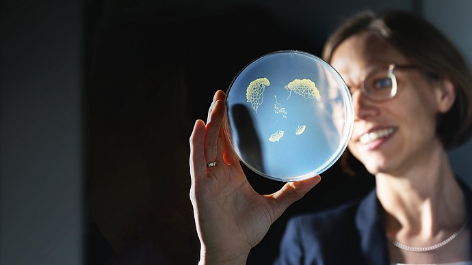 Prof. Karen Alim untersucht biologische Netzwerke vom Pilzgeflecht bis zum Blutkreislauf - Bild: Stefan Woidig Biophysik-Professorin Karen Alim hält eine Petrischale mit Pilzgeflecht im Gegenlicht.