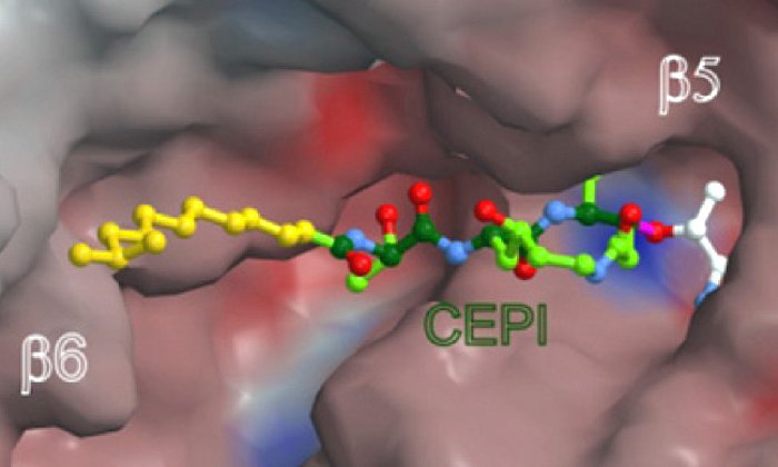 Wie ein Schlüssel passt das Cepafungin I in eine Tasche des Proteasoms und kann den Proteinshredder damit blockieren. - Grafik: Lehrstuhl für Biochemie, TU München