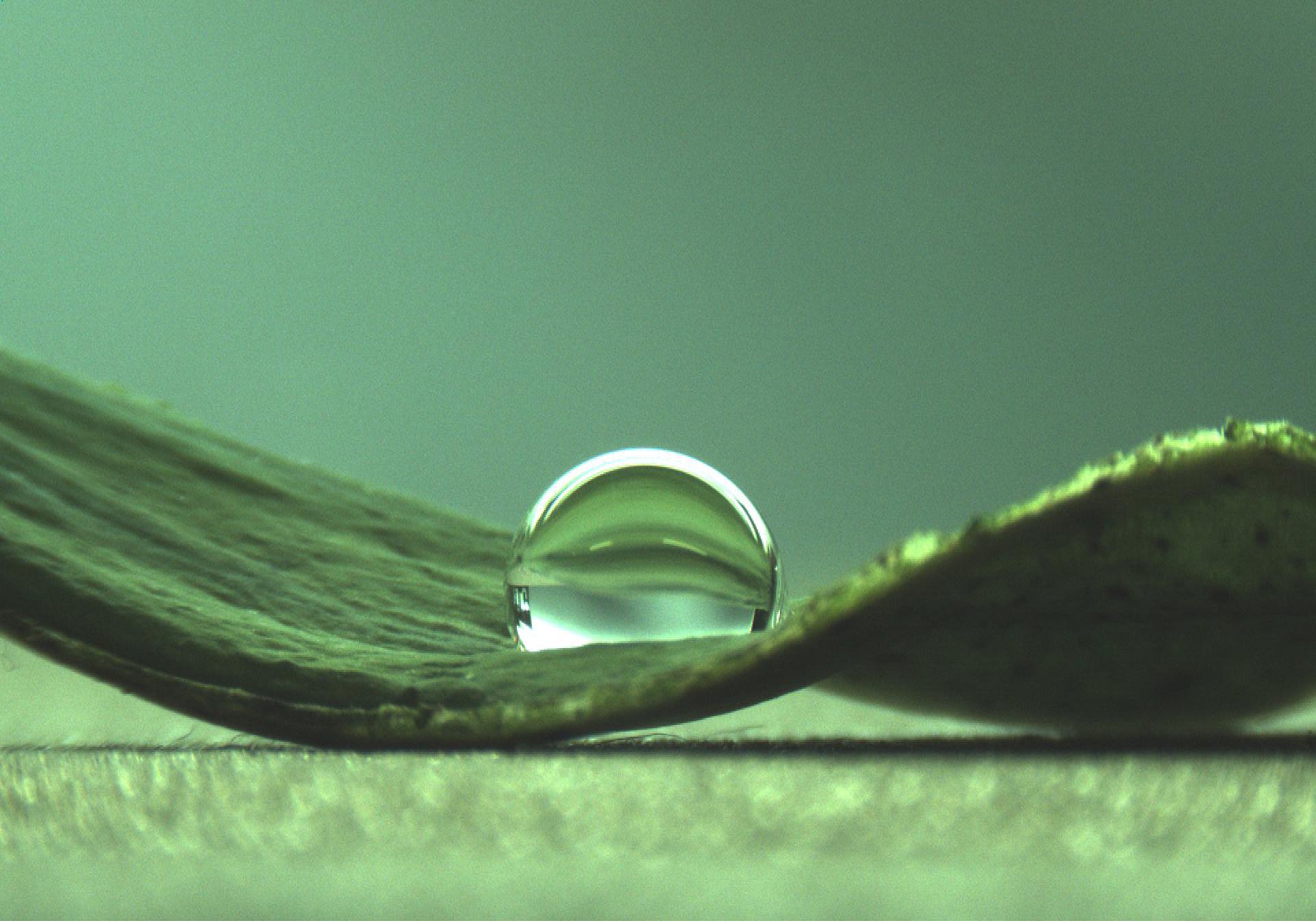 Wassertropfen auf einem Lotusblatt. (Bild: C. Falcón Garcia / TUM)