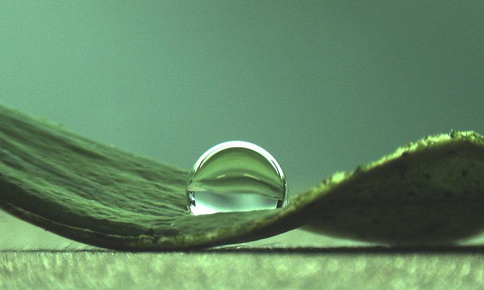 Wassertropfen auf einem Lotusblatt. (Bild: C. Falcón Garcia / TUM)