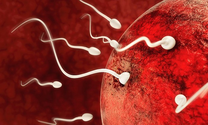 Sowohl Eizellen als auch Spermien können epigenetische Information weitergeben, was bei der aktuellen Studie insbesondere bei den weiblichen Nachkommen zu einer starken Fettleibigkeit führte. (Foto: Fotolia/ Crevis)