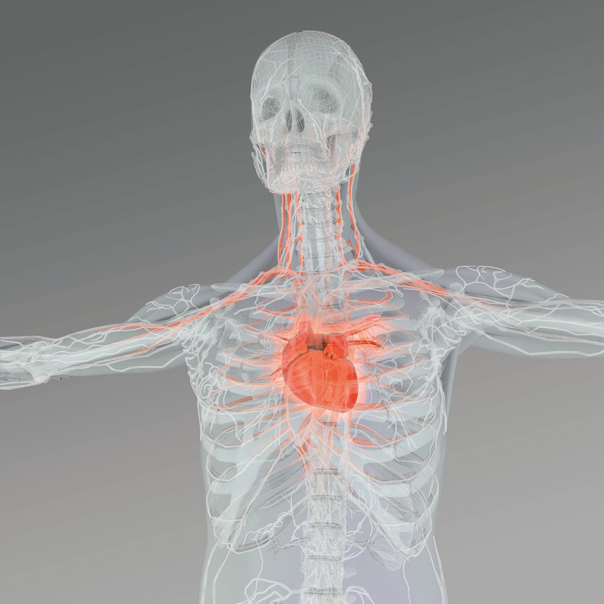 Computer-rendered illustration of a human body with the heart highlighted.