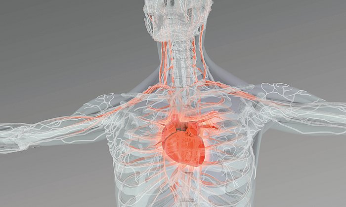 Computer-rendered illustration of a human body with the heart highlighted.