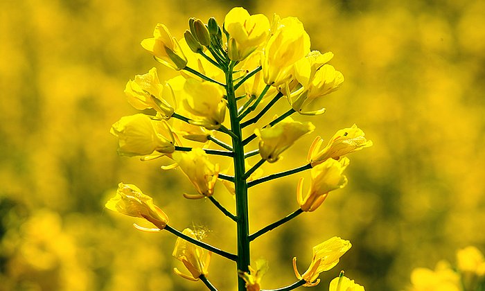 Rapeseed blossoms, TU Muenchen’s research station Roggenstein. (Image: A. Heddergott / TUM)