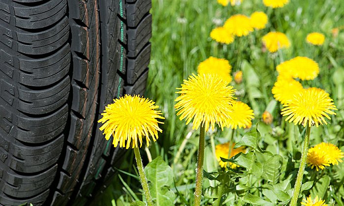 Rubber from dandelions - Photo: Ulrich Benz / TUM