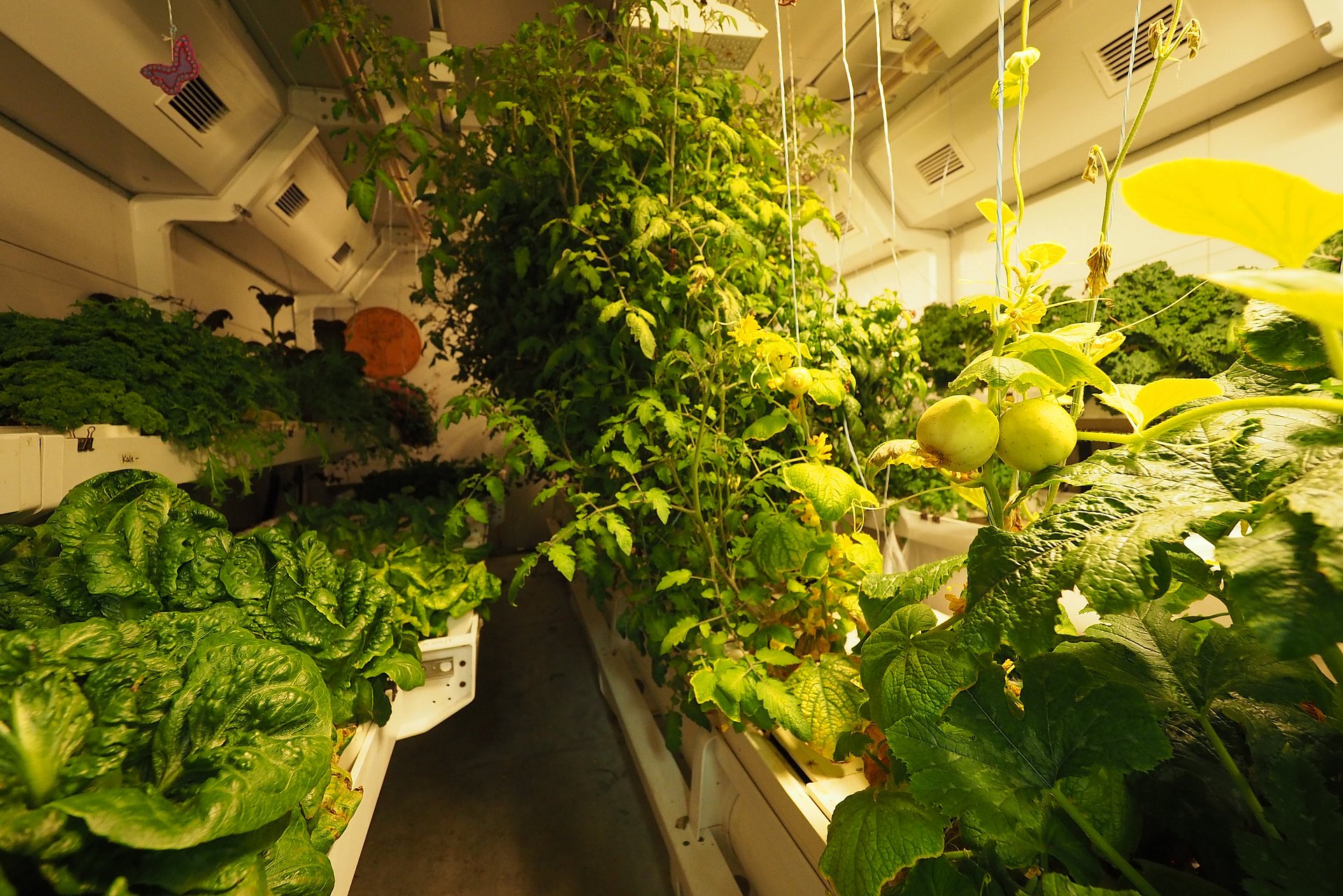 Greenhouse from the inside.