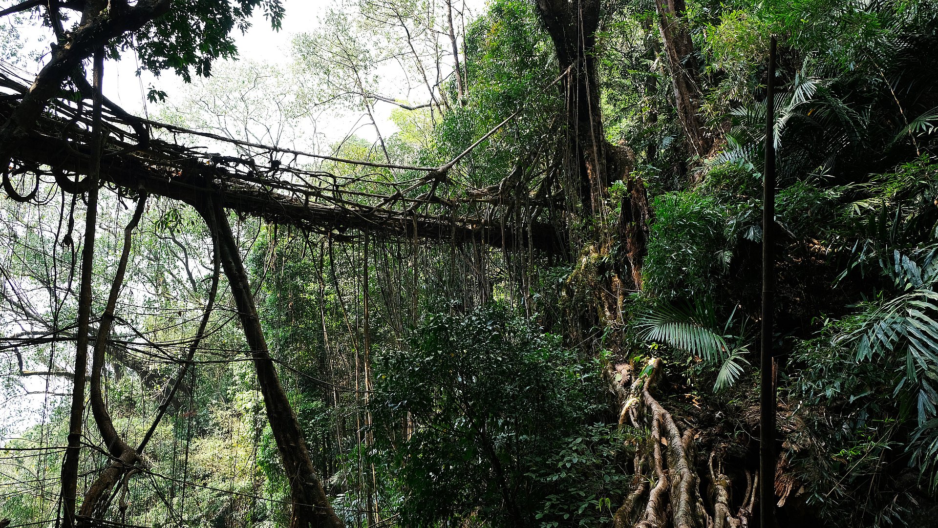 Die sogenannten Meghalaya-Brücken führen teilweise über tiefe Schluchten. Viele werden durch Geländer und Handläufe aus den Luftwurzeln abgesichert. 