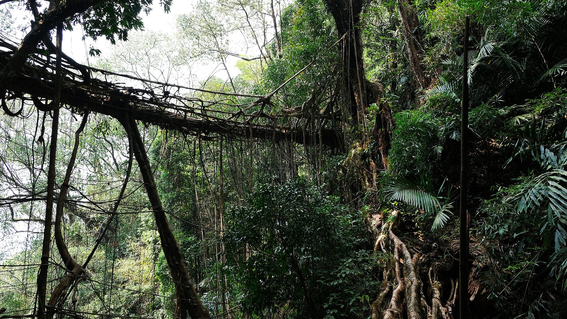 The so-called Meghalaya bridges often lead over steep valleys. Many are secured by railings and handrails also made from the aerial roots.
