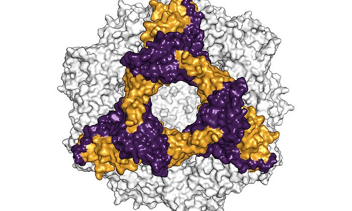 Space-filling model of alphaB crystallin. Cryo-electron microscopy measurements helped to elucidate the structure. (Image: Andi Mainz / TUM)