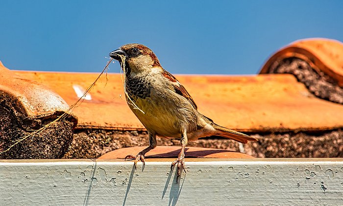 Sparrow with nesting material in its beak on a roof
