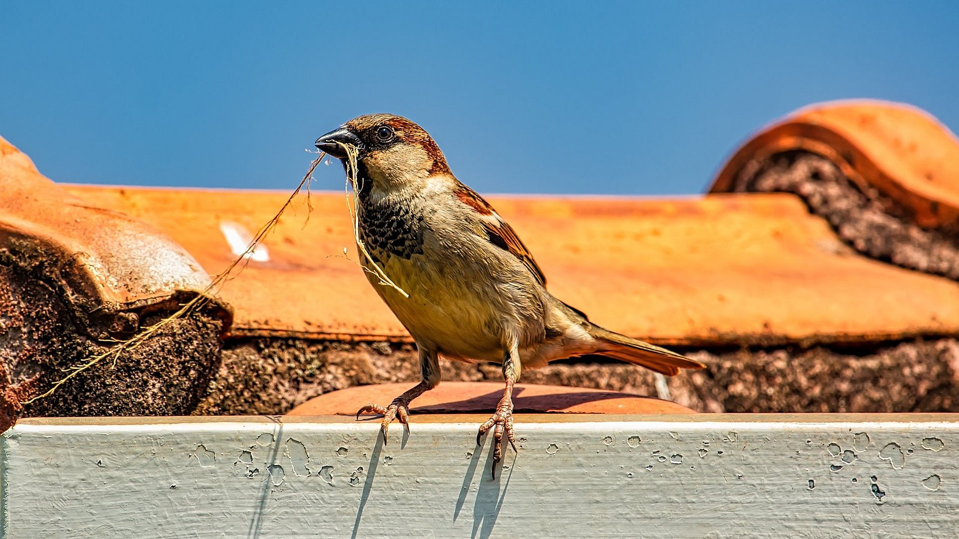 Die Nistfassade bietet Platz für Spatz, Hausrotschwanz und Igel. Spatz mit Nistmaterial im Schnabel auf einem Dacht