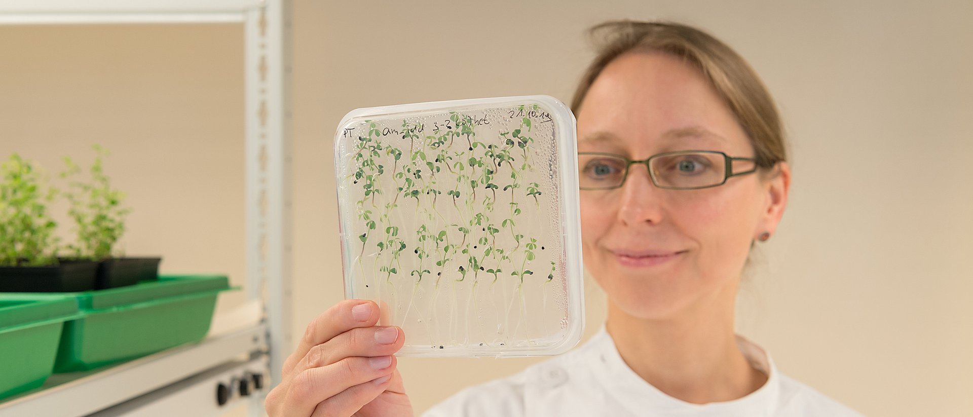 Woman in laboratory with seedlings in transparent container.