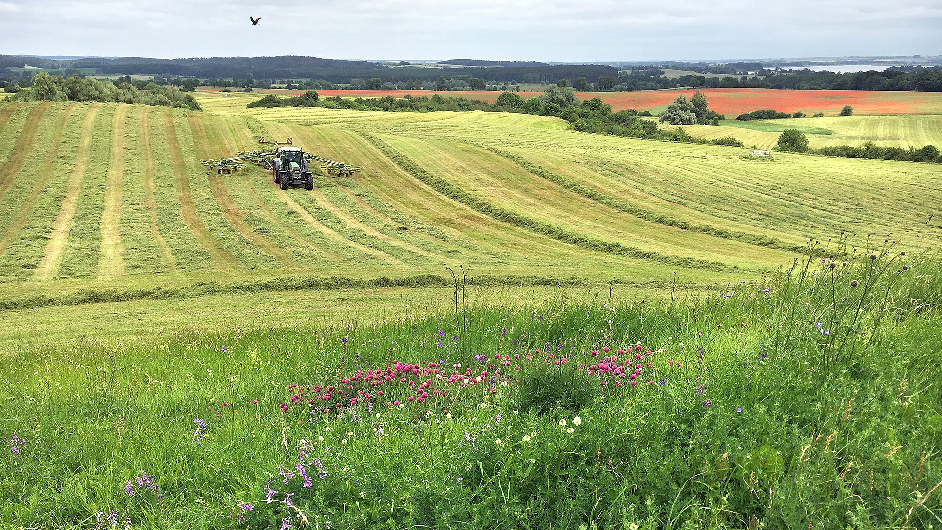 Particularly meadows in the vicinity of intensively used agricultural areas suffer from species loss.