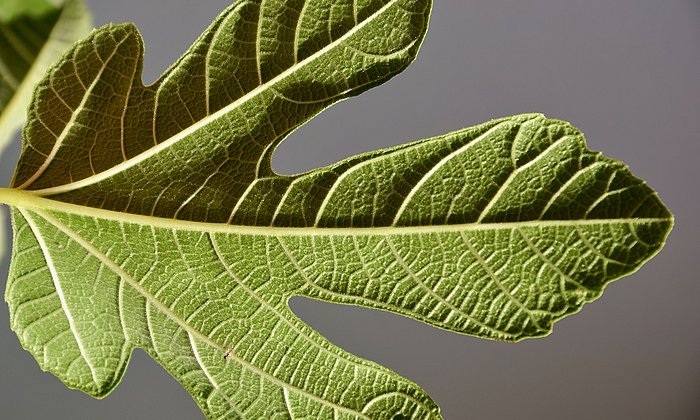 Conductive tissues such as leaf veins of this fig leaf run through the entire plant body and supply it with water and salts from the soil. (Photo: C. Schwechheimer/ TUM)