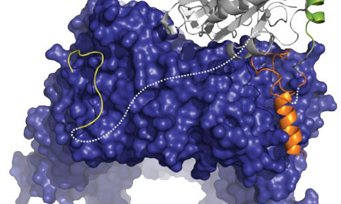 Struktur eines mit modernsten NMR Verfahren untersuchten Proteinkomplexes, der den Transport von Proteinen mit einer spezifischen Signalpeptidsequenz (orange) vom Zellkern ins Zytoplasma vermittelt.