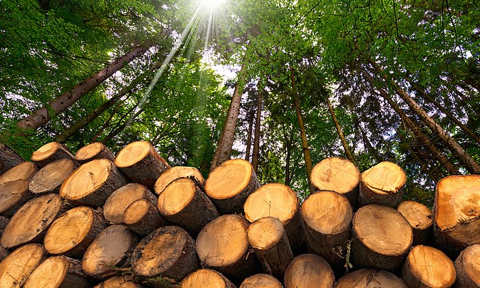 Holz – ein nachwachsender Rohstoff.