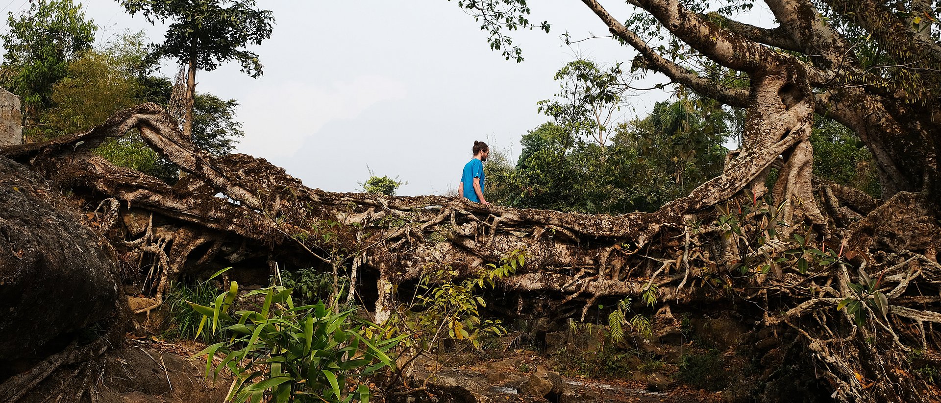 Bridges from the intertwined aerial roots of the rubber tree Ficus elastica are mechanically stable.