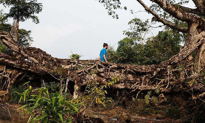 Bridges from the intertwined aerial roots of the rubber tree Ficus elastica are mechanically stable.