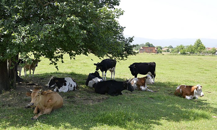 Besonders in den Sommermonaten werden viele Nutztiere im Freien gehalten. Unter besonderer Hitzeeinwirkung dehydrieren insbesondere Milchkühe schwer, wenn sie etwa 12 Prozent ihres Körpergewichts als Wasser verloren haben. Eine vermehrte natürliche Beschattung durch Bäume ist eine der Anpassungsstrategien an steigende Temperaturen im Bereich der Nutztierhaltung
