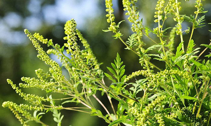 Die Blüte des Beifußblättrigen Traubenkrauts verbreitet einen hochallergenen Pollen. (Foto: Elenathewise / fotolia.de)