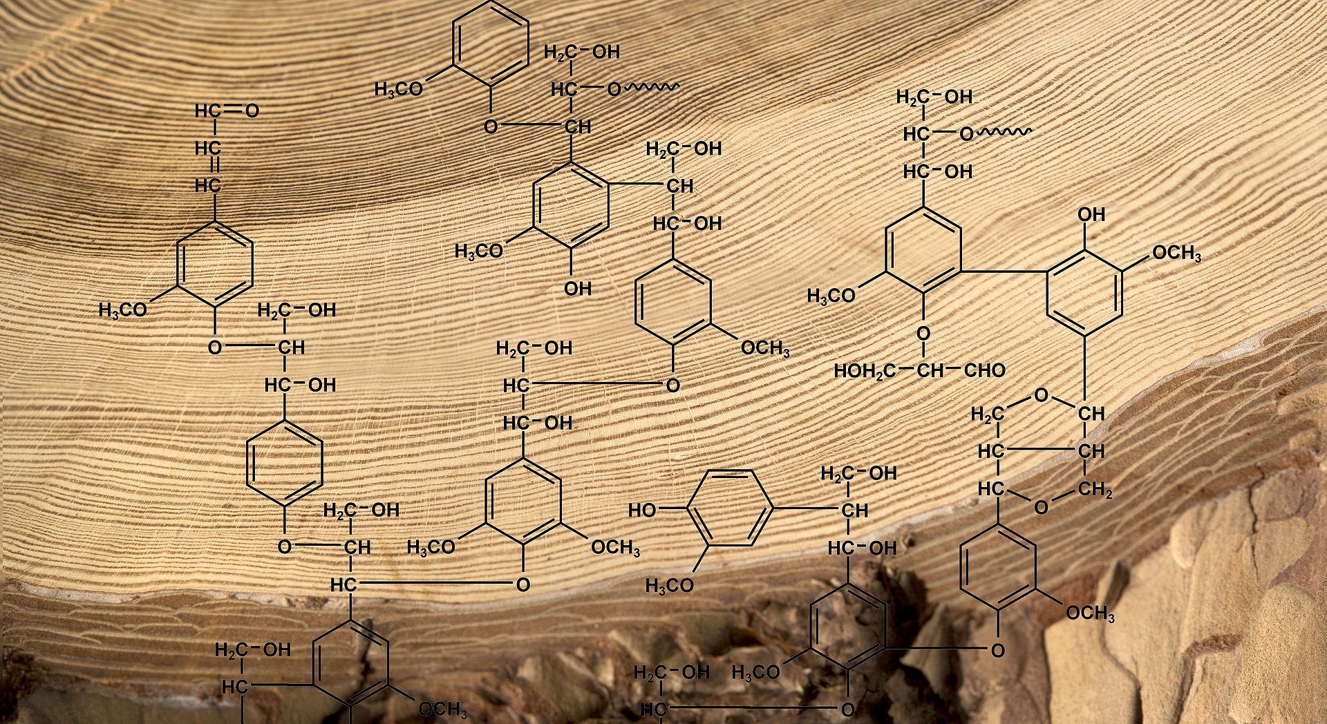 Lärchenholz mit Strukturmodell des Nadelholzlignins 