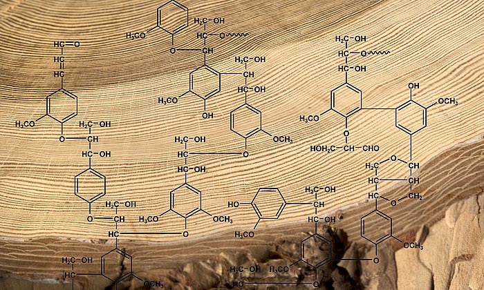 Lärchenholz mit Strukturmodell des Nadelholzlignins 