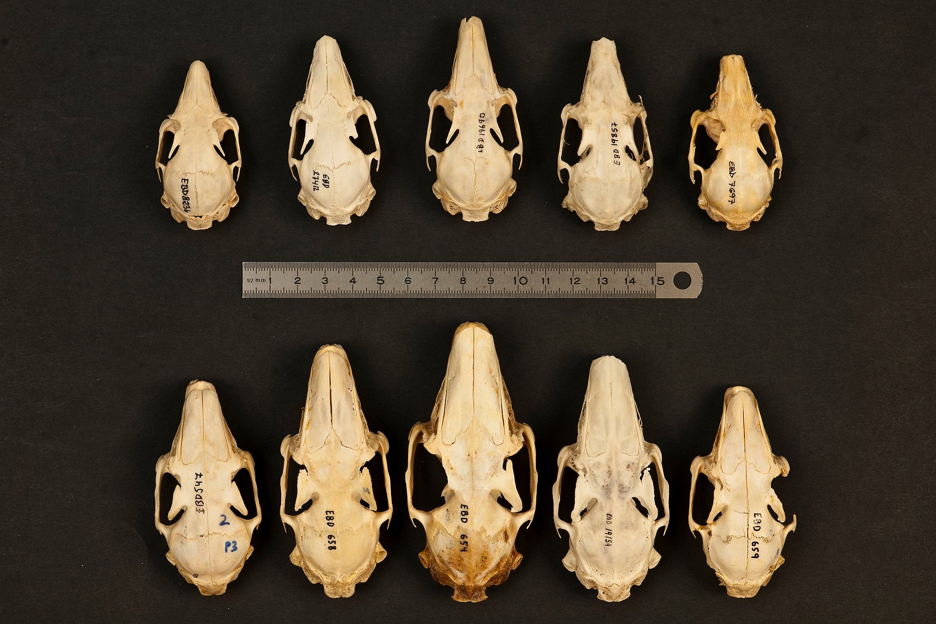 Many mammal species are highly variable in their body size, here illustrated by the sizes of rabbit (upper row) and hare (lower row) skulls. The picture was taken with skulls from the collection of the Estación Biológica de Doñana-CSIC, Sevilla, Spain.