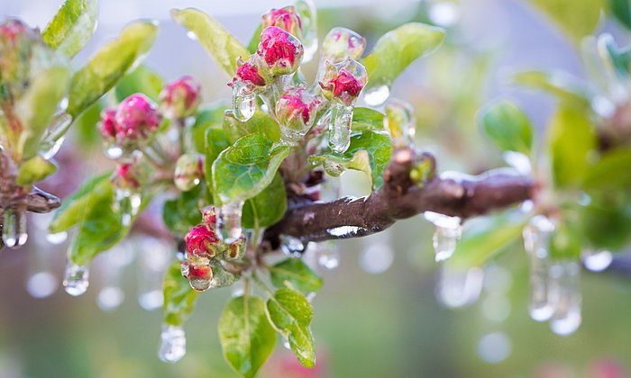 In der Landwirtschaft und im Gartenbau wird Frühfrost (früh im Jahr; noch in der Vegetationsperiode) gefürchtet, weil er – genau wie Spätfrost – zu Ernteausfällen führen kann. Bei Frühfrostgefahr wird frostberegnet etwa bei Apfelbäumen. (Foto: mit Genehmigung v. D. Mitterer-Zublasing)