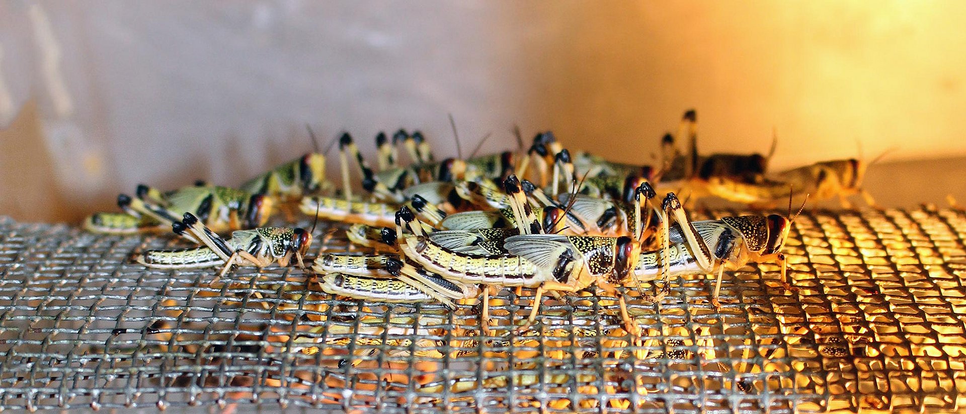 Among other things, the research team led by Dr. med. Sevgan Subramanian and Prof. Wilhelm Windisch developed a special feed mix for locusts (Schistocerca gregaria).