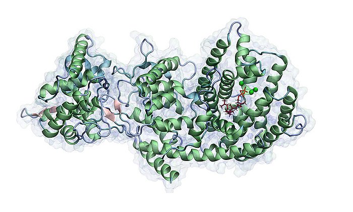 Taxadien Synthase mit dem Substrat Geranylgeranyldiphosphat in der aktiven Tasche des Enzymes. Die grünen Punkte zeigen die katalytisch relevanten Mg2+-Ionen, die an der inititialen Hydrolyse des Phosphatrestes beteiligt sind. - Bild: Max Hirte / TUM