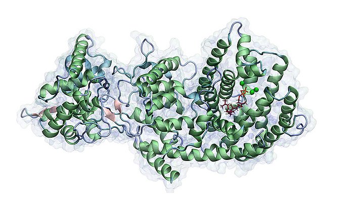 Taxadien synthase with the substrat geranylgeranyldiphosphat in the active center of the enzyme. The green dots mark the catalytically relevant Mg2+-ions, which are involved in the inititial hydrolysis of the phosphate residue. - Image: Max Hirte / TUM