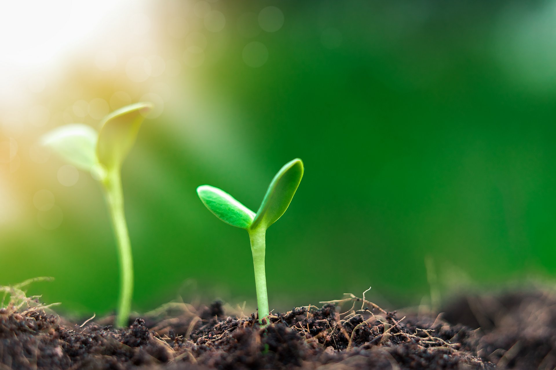 Young plants sprouting