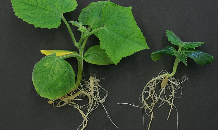 Das Foto zeigt, wie wichtig Brassinosteroide für die Entwicklung von Pflanzen sind: Ein Mangel des Pflanzenhormons (rechts) führt zu Wachstumsstörungen, hier bei Gurkenpflanzen.