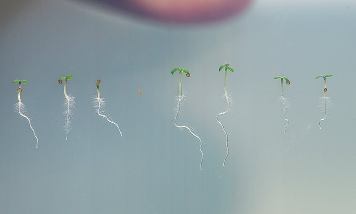 Seedlings of thale cress (Arabidopsis). The KAI2 protein regulates essential functions of root and root hair growth.