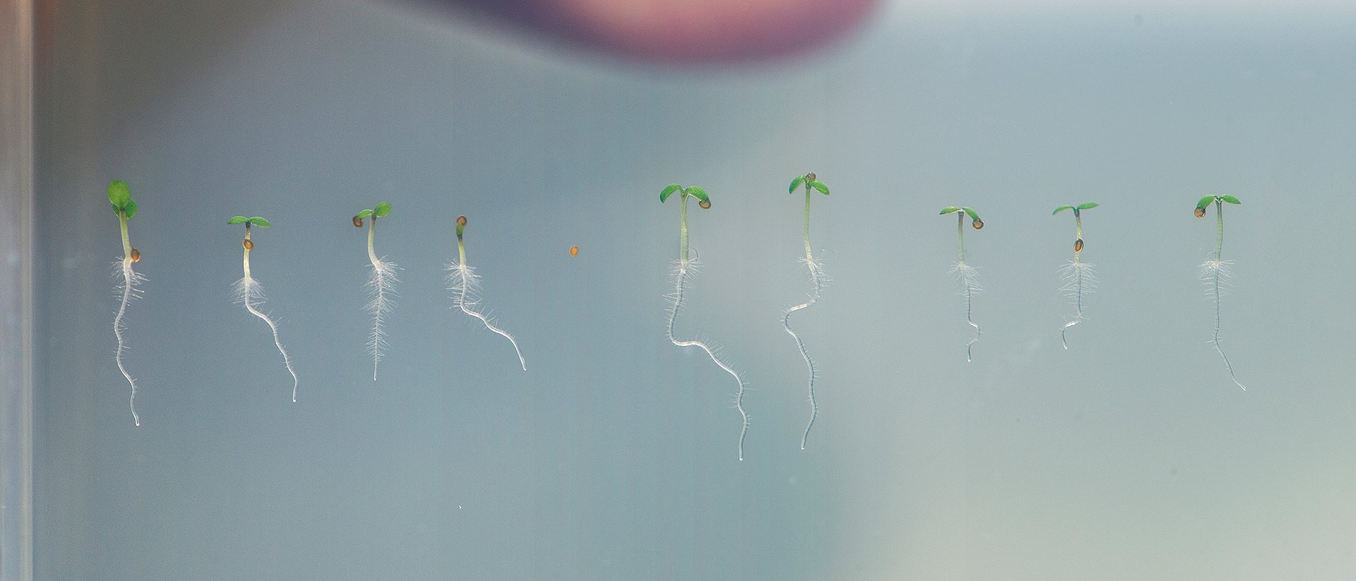 Keimlinge der Ackerschmalwand (Arabidopsis). Das Protein KAI2 reguliert wesentliche Funktionen des Wachstums der Wurzel und der Wurzelhaare.