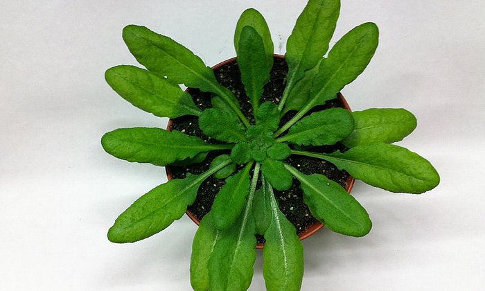 Die Wissenschaftler untersuchten die Immunmechanismen gegen Lipopolysaccharid an der Modellpflanze Arabidopsis thaliana (Ackerschmalwand). (Foto: Stefanie Ranf / TUM)