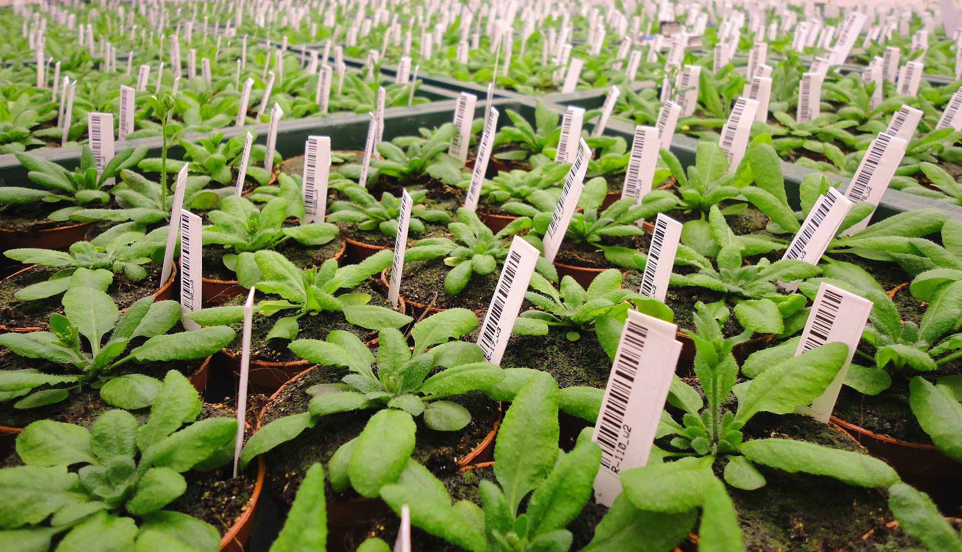 Die Forscher haben den Mechanismus gefunden, der bei der schottischen Ackerschmalwand eine um zwei Wochen frühere Blüte auslöst als bei ihren Verwandten in wärmeren Regionen. (Foto: U. Lutz/ TUM)