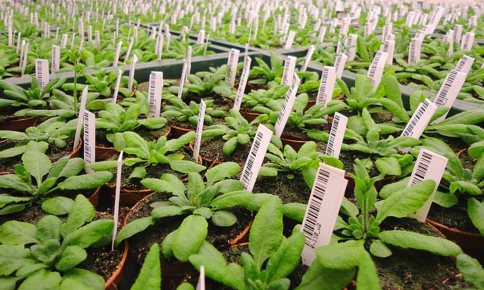 Die Forscher haben den Mechanismus gefunden, der bei der schottischen Ackerschmalwand eine um zwei Wochen frühere Blüte auslöst als bei ihren Verwandten in wärmeren Regionen. (Foto: U. Lutz/ TUM)