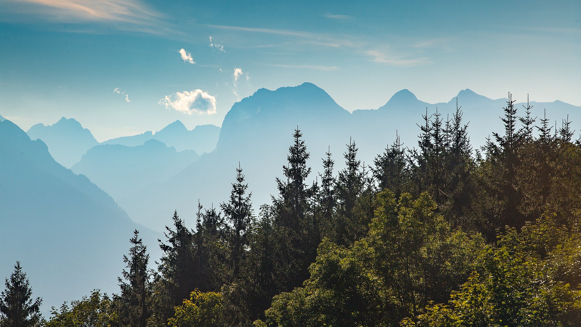 Bergwald bei Berchtesgaden