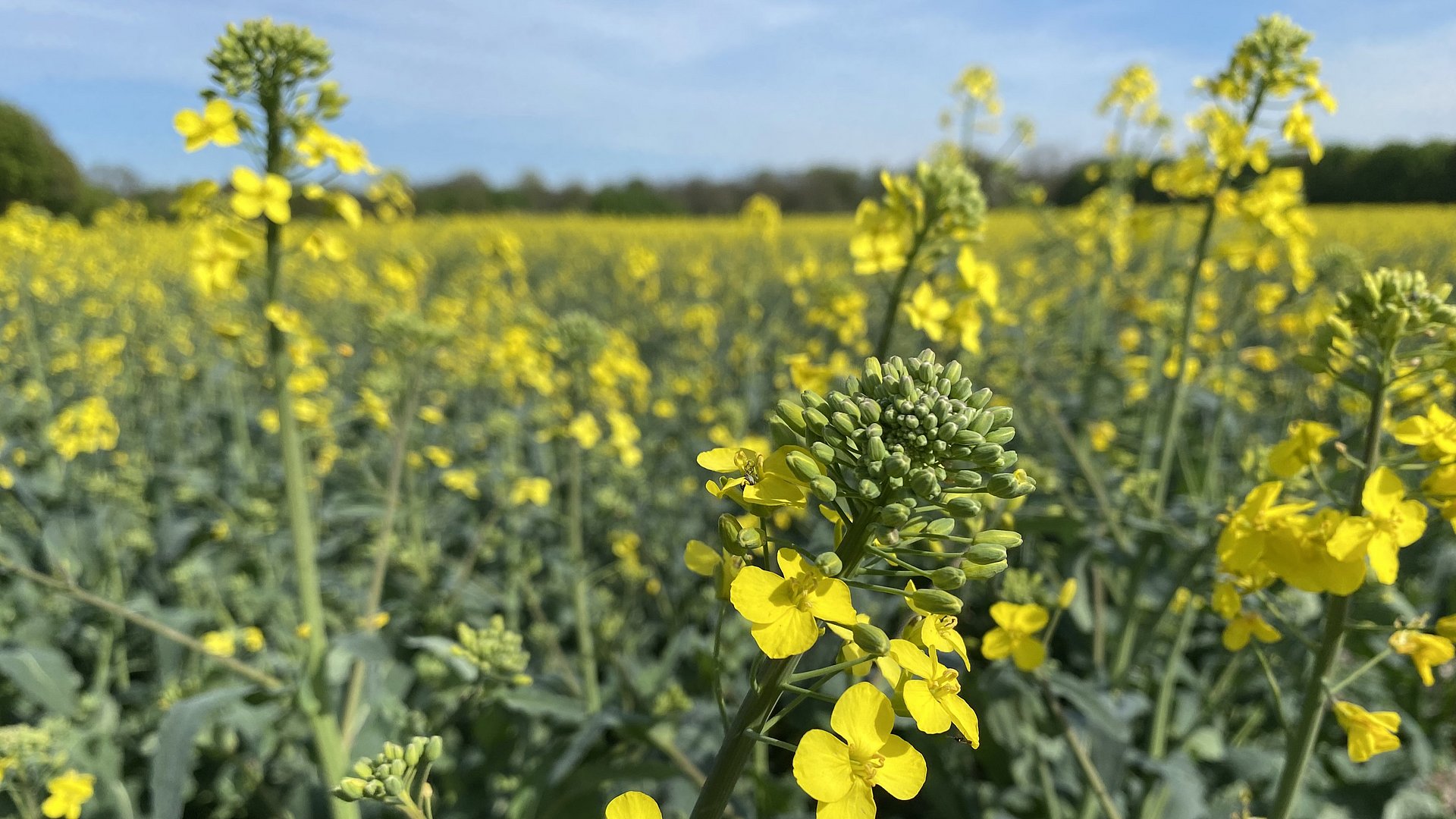 Es sind gelb bl&uuml;hende Rapspflanzen auf einem Feld zu sehen. Im Hintergrund sind einzelne B&auml;ume zu erkennen.