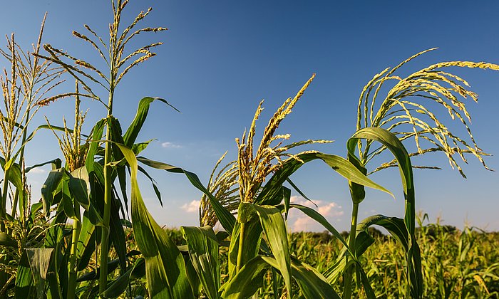 Ähren von Maispflanzen