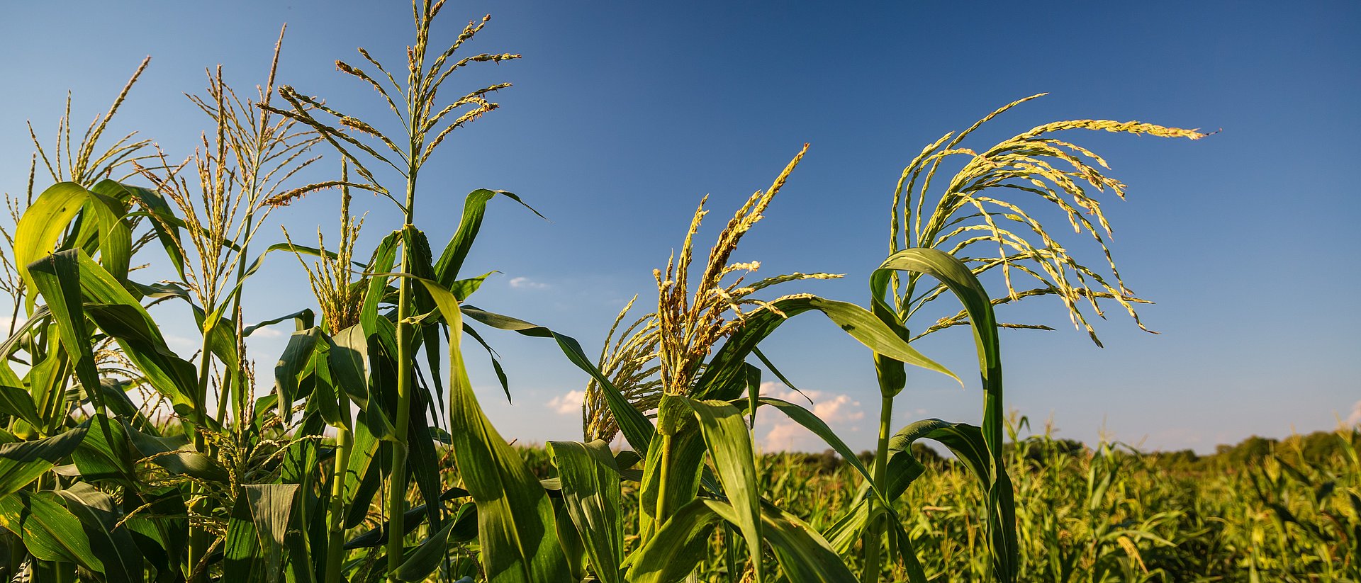 ears of maize plants