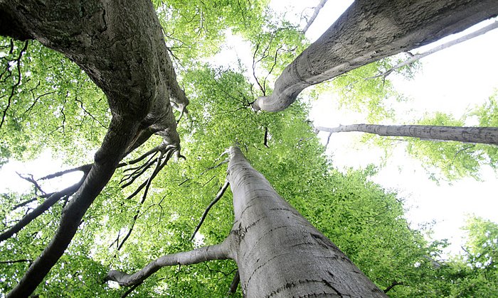 An Holzproben seit den 1870er-Jahren beispielsweise von Buchen konnte das Team am Wissenschaftszentrum Weihenstephan zeigen, dass das jährlich wachsende Holz allmählich leichter geworden ist. (Bild: iStockphoto/ mb-fotos)